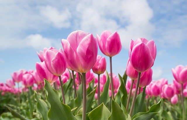 růžový tulipán