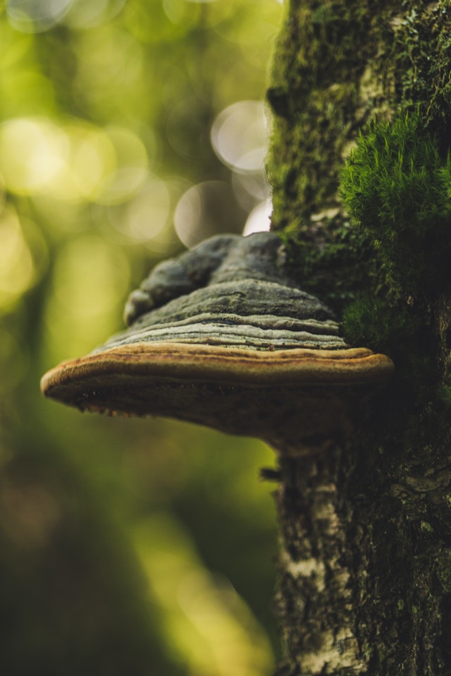 houba na stromě